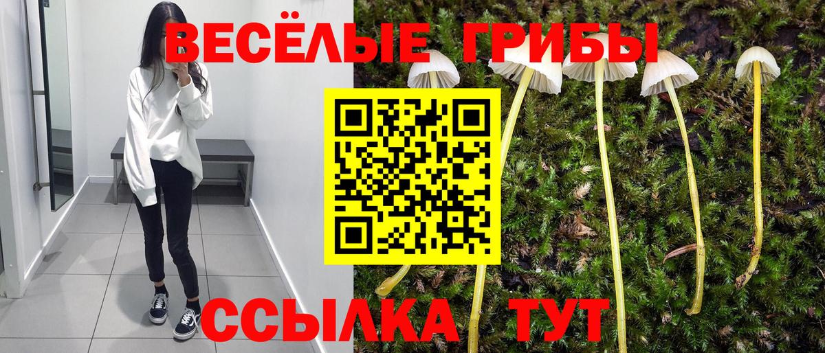 Галлюциногенные грибы Cubensis Нововоронеж